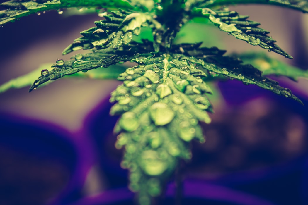 Cannabis : une France trop léthargique