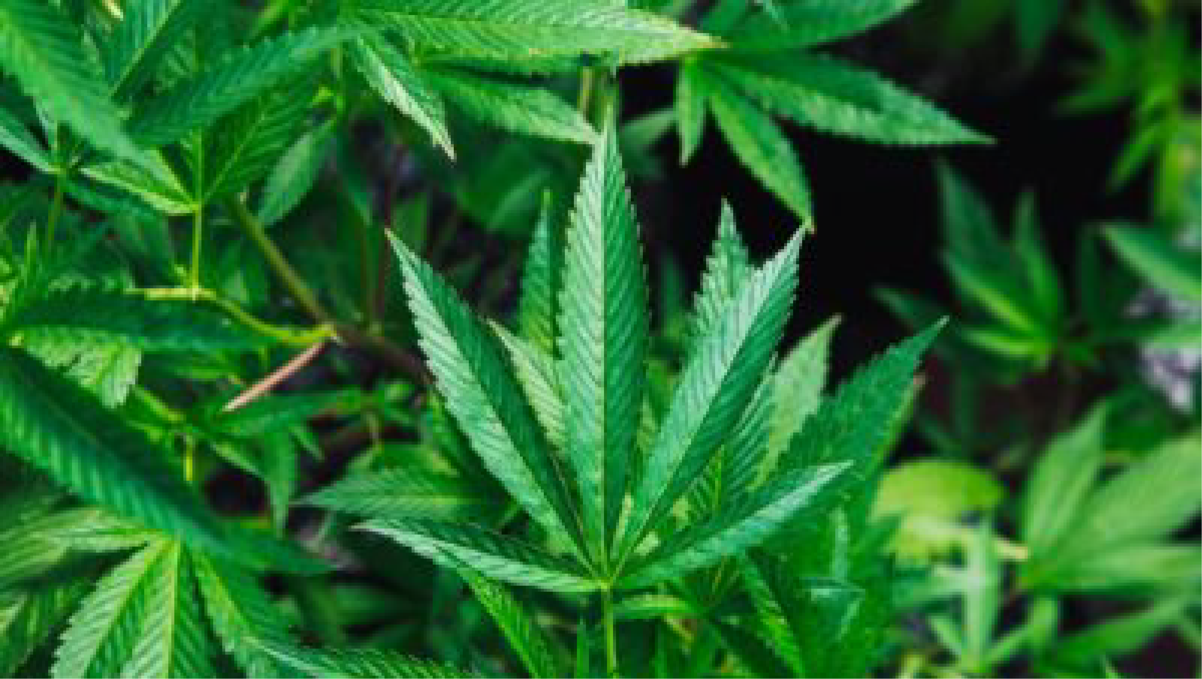 Cannabis : l’amende est une lâcheté du Gouvernement