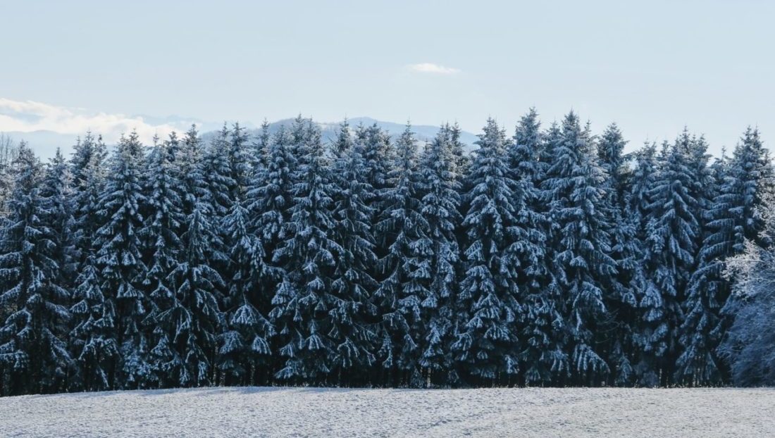 Sapins de Noël : « Arrêtons le massacre ! » – Gaspard Koenig