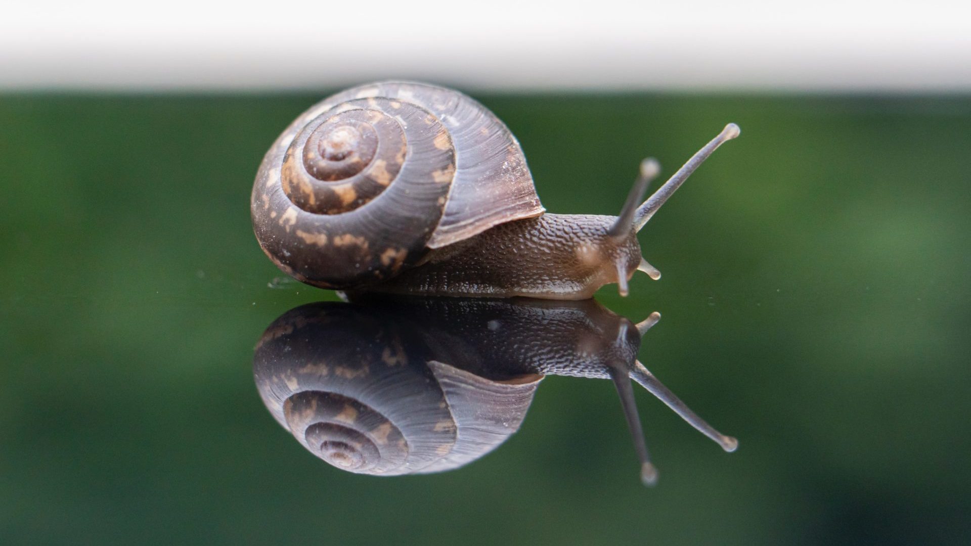 L’escargot, l’abondance et la taxe carbone