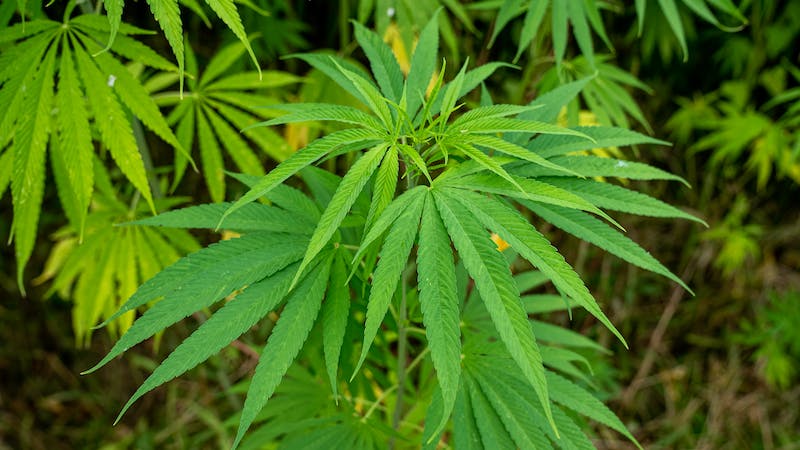 Cannabis : expérimentons localement la légalisation