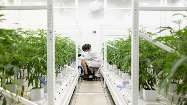 Légalisation du cannabis : après l’Allemagne, la France ?